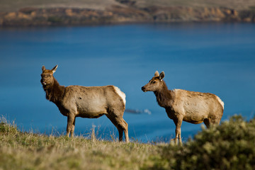 Naklejka na ściany i meble Tule Elk (Cervus canadensis) in a wilderness