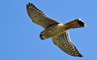 American Kestrel (Falco sparverius)