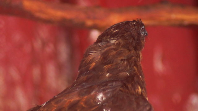 bird of prey