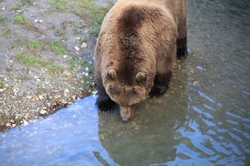 Kodiakbär in Nahaufnahme