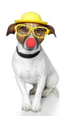 dog with a red nose ,yellow hat and yellow  glasses