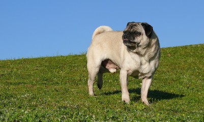 Seniormops auf der Wiese