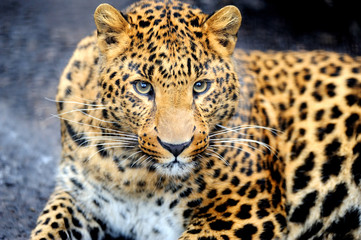 Leopard - obrazy, fototapety, plakaty