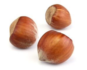 filbert nut