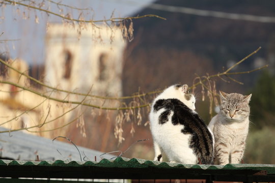 coppia di gatti innamiorati