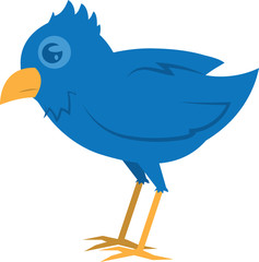 Isolated blue bird standing or walking