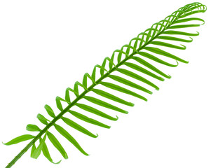 feuillage palmier