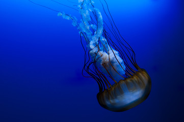 jellyfish on blue