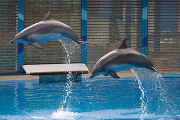 Naklejka premium dolphin jump