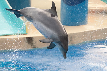 saut de dauphin