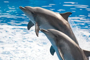 Photo sur Plexiglas Dauphin saut de dauphin