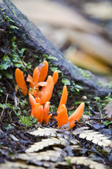 Clavaria fungi, rainforest, Tasmania, Australia