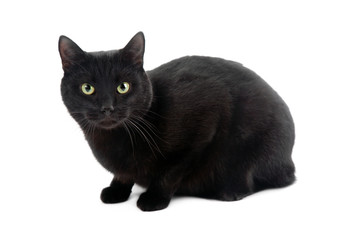 black cat