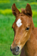 portrait of young horse