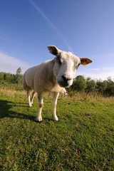 Fototapeta premium Curious sheep