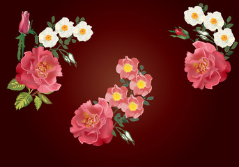 red roses and white briers flowers