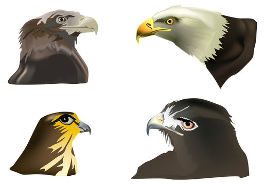 four eagles portraits on white