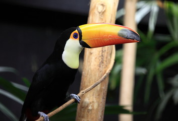 toucan toco perché