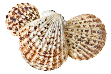 Scallops in isolated white background