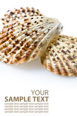 Seashell on isolated white background