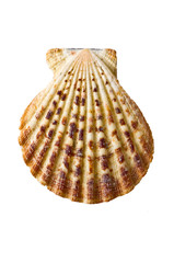 Seashell on isolated white background