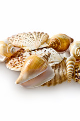 Seashells on isolated white background