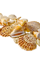 Seashell background with place for text