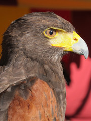 imperial eagle foreground