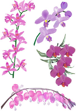 four pink orchid inflorescences on white