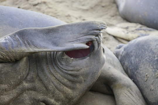 elefante marino