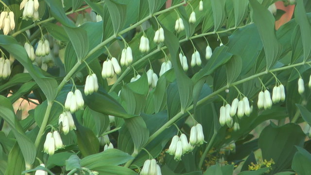 Close up shot of Solomon's seal flowers.