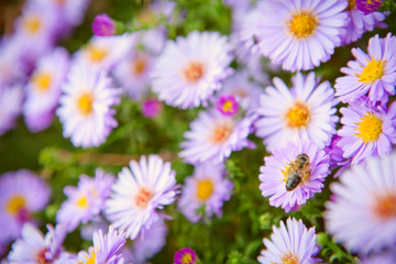 Obraz na płótnie Canvas Pszczoła na kwiatach
