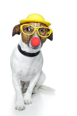 dog with a red nose ,yellow hat and yellow  glasses