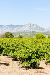 Fototapeta na wymiar vineyars in Languedoc-Roussillon, France