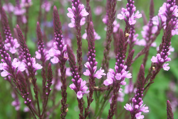 Obraz premium Blütenstand