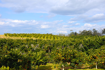 orange garden