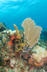 Sea Fan on a coral ledge
