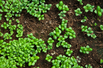 plant