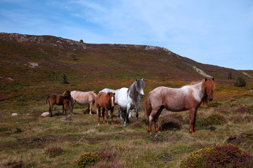 Wild Ponies