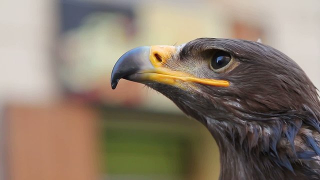 aquila poiana rapace