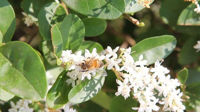 ape su fiore
