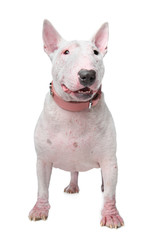 White Bull Terrier