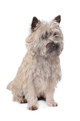 Cairn Terrier