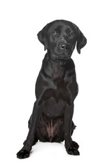 Black Labrador Retriever