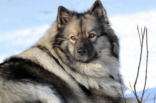 Wolfsspitz im Schnee