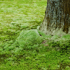 Tree and moss