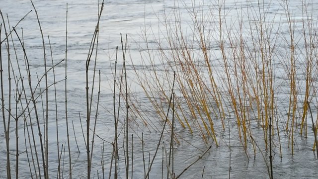 pflanzliche Eindr&uuml;cke beim  Hochwasser