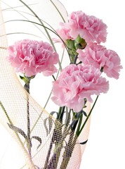 pink carnations as gift