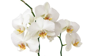 Obraz na płótnie Canvas biała orchidea