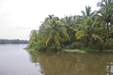 Palms along canals and lakes in Backwaters, Kerala, India